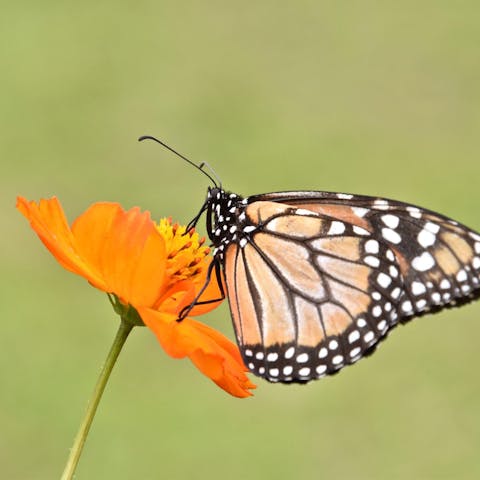 butterfly - tantra workshops