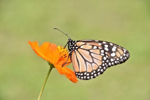 borboleta - workshops de tantra